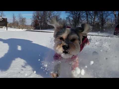 Oscar&#039;s Slow-mo in the Snow