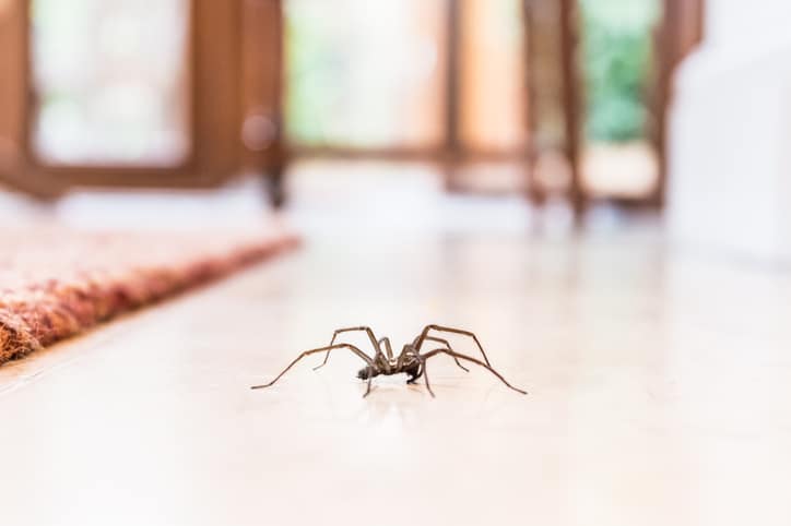 Track a common house spider