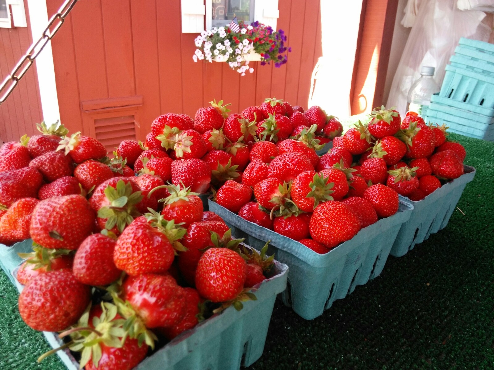 strawberries