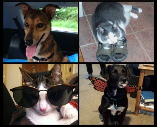 Happy National Pet Day