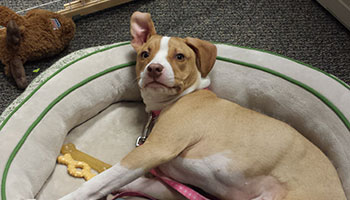 Jayla the pitbull mix at our pet-friendly office